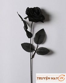 Black Rose (Hoa Hồng Đen)